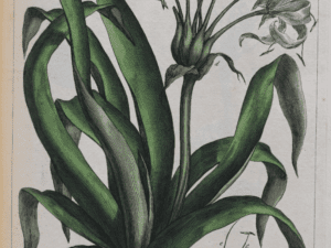P.MILLER,FIGURES OF THE MOST BEAUTIFUL PLANTS,300 KOLORIERTE TAFELN, 1809,RAR