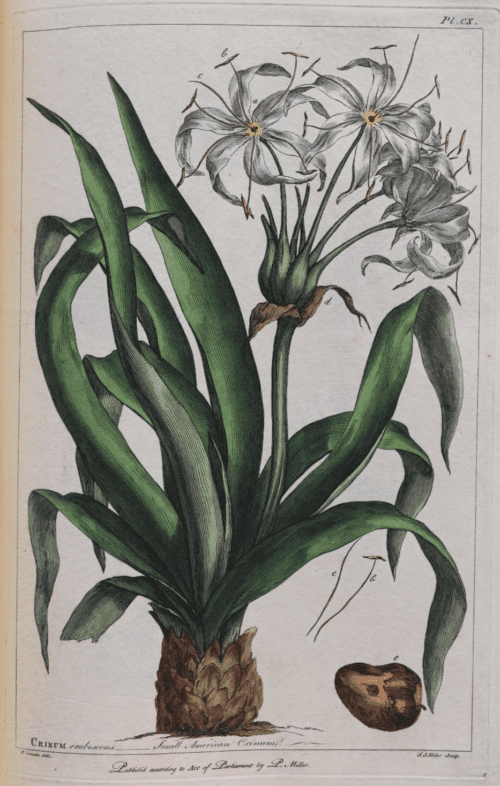 P.MILLER,FIGURES OF THE MOST BEAUTIFUL PLANTS,300 KOLORIERTE TAFELN, 1809,RAR