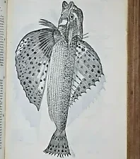 ULISSE ALDROVANDI DE PISCIBUS LIBRI V,FISCHBUCH,400 TEXTHOLZSCHNITTE,1612-13,RAR